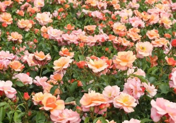 Rosa Aprikola, augststumbrs 60cm