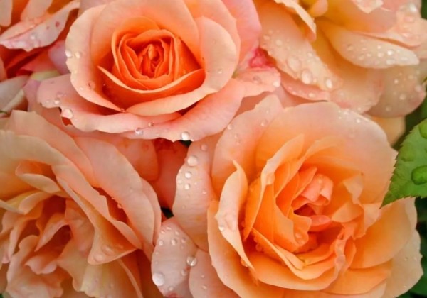 Rosa Aprikola, 2l podā