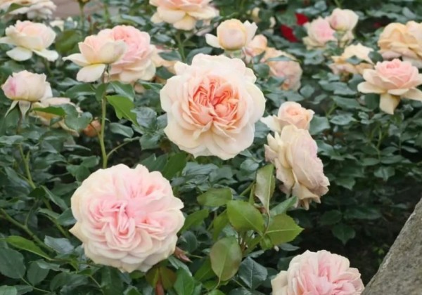 Rosa Garden of Roses, 2l podā