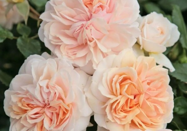 Rosa Garden of Roses, 2l podā