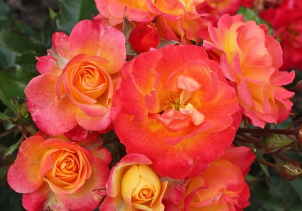 Rosa Firebird, 2l podā