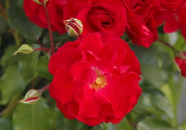 Rosa Rotilia, augststumbrs 80cm