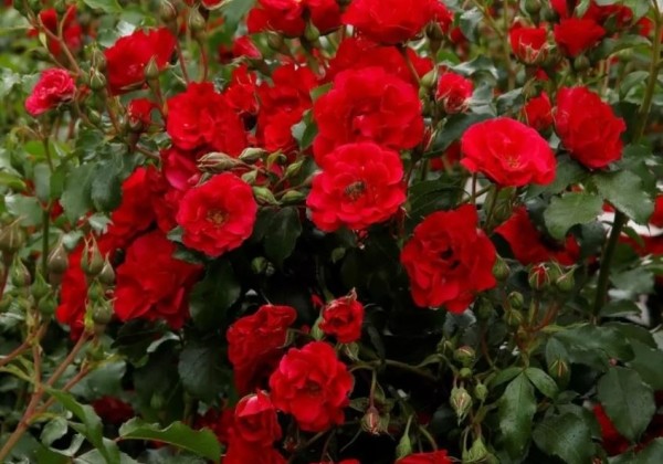 Rosa Rotilia, 2l podā