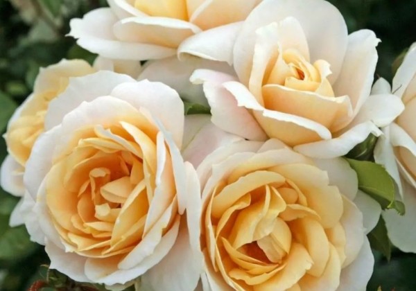 Rosa Lions-Rose