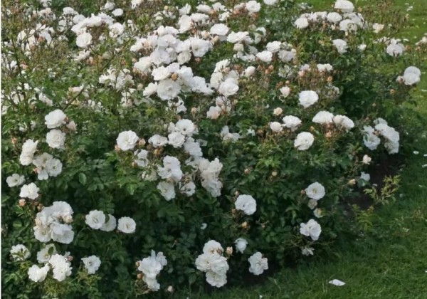 Rosa Diamant, augststumbrs 80cm