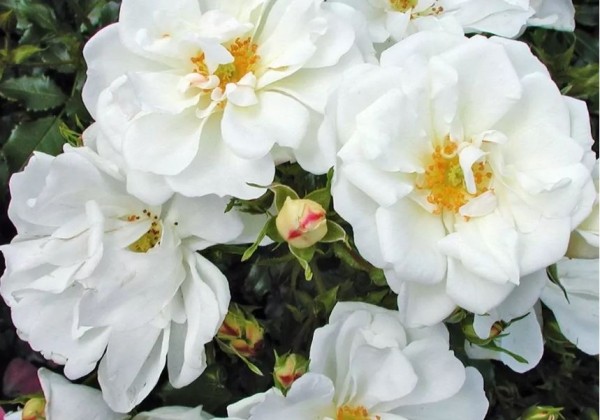 Rosa Diamant, augststumbrs 80cm