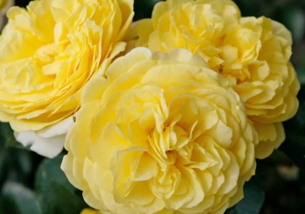 Rosa Solero, 2l podā