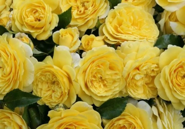 Rosa Solero, 2l podā