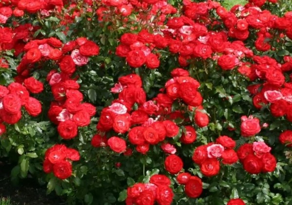 Rosa Planten un Blomen, 2l podā