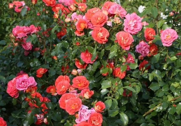 Rosa Gebrüder Grimm, 2l podā
