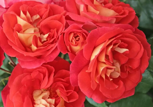 Rosa Gebrüder Grimm, 2l podā