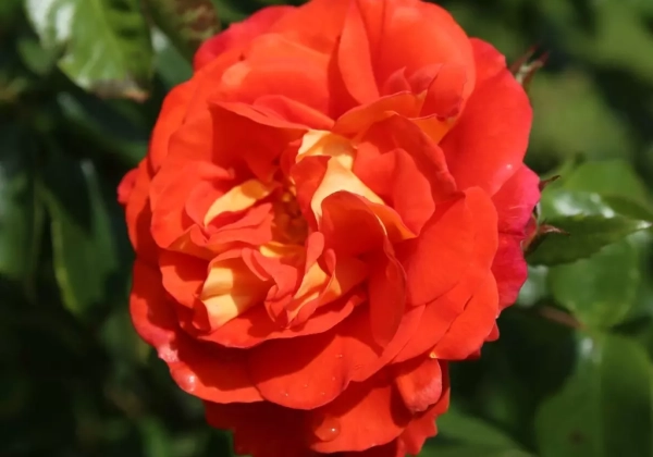 Rosa Gebrüder Grimm, 2l podā