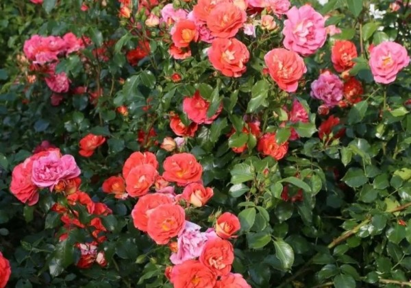 Rosa Gebrüder Grimm