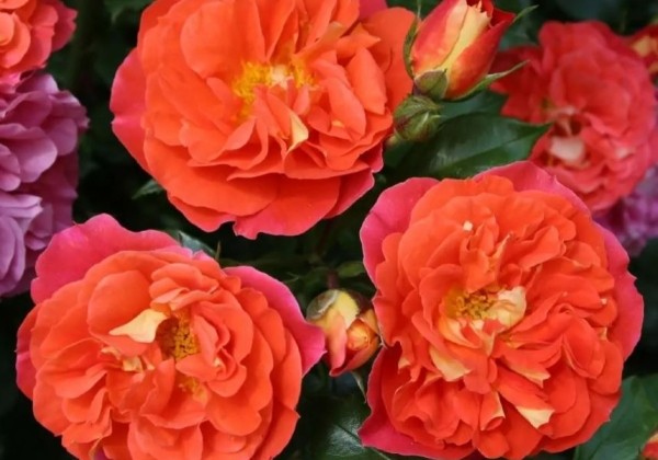 Rosa Gebrüder Grimm, 2l podā