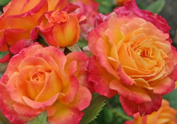 Rosa Gartenspaß, 2l podā