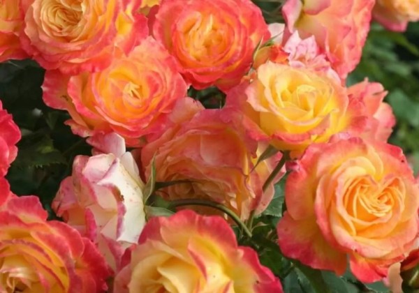 Rosa Gartenspaß, 2l podā