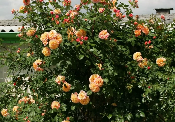 Rosa Aloha, 2l podā