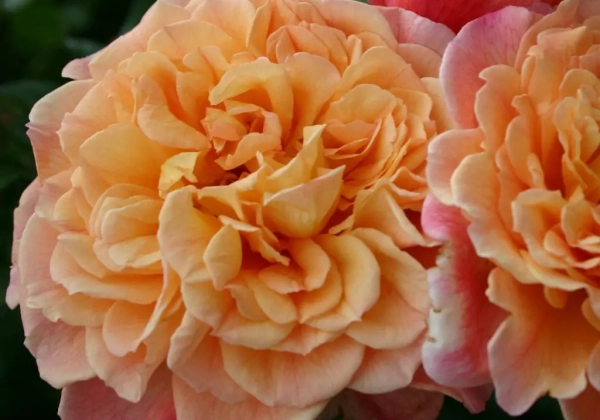 Rosa Aloha, 2l podā
