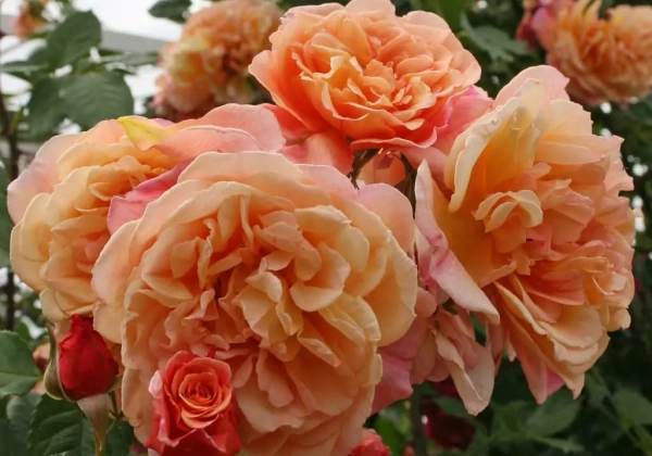 Rosa Aloha, 2l podā