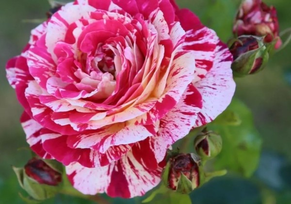 Rosa Abracadabra, augststumbrs 80cm
