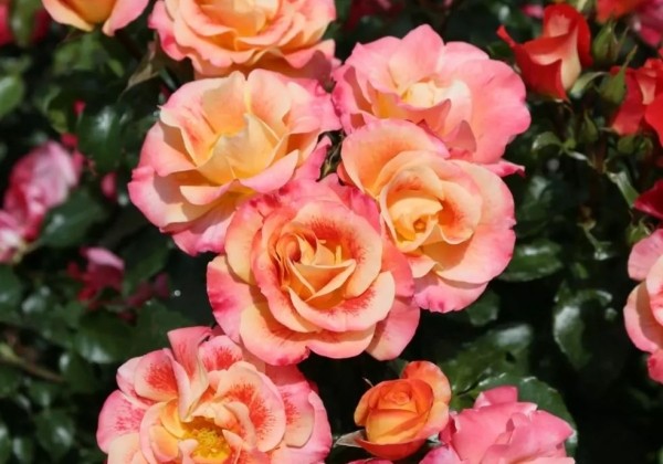 Rosa Airbrush