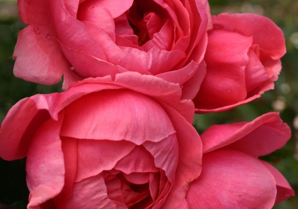Rosa Gartenprinzessin Marie-José