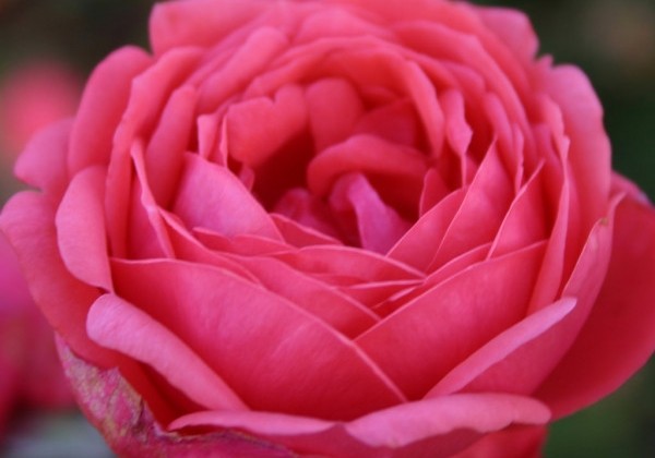 Rosa Gartenprinzessin Marie-José