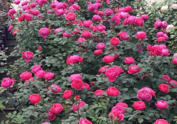 Rosa Gartenprinzessin Marie-José, 2l podā