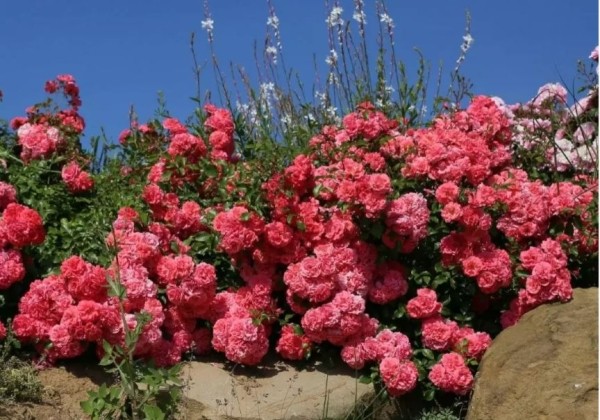 Rosa Bad Birnbach, 2l podā