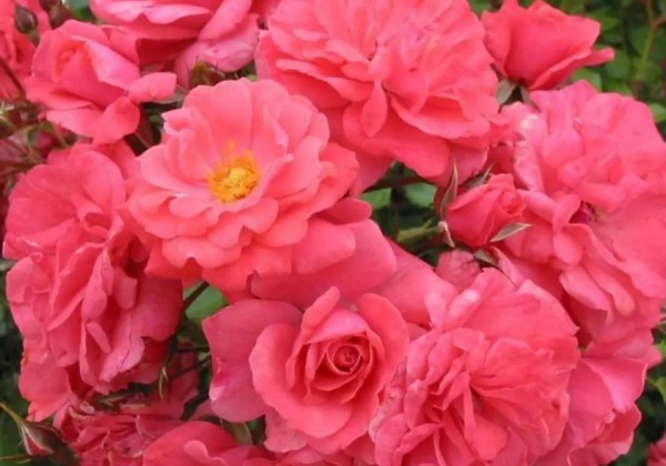 Rosa Bad Birnbach, 2l podā