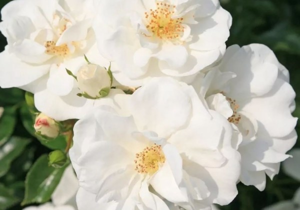Rosa Innocencia, 2l podā