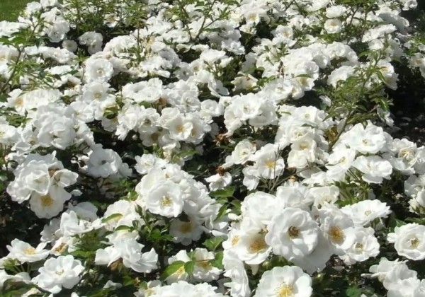 Rosa Innocencia, 2l podā