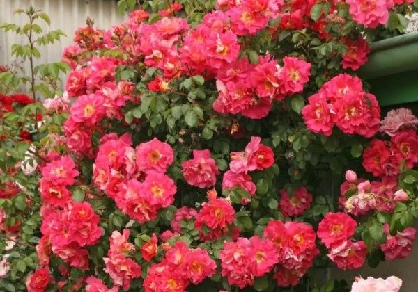 Rosa Bajazzo, 2l podā