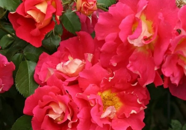 Rosa Bajazzo, 2l podā