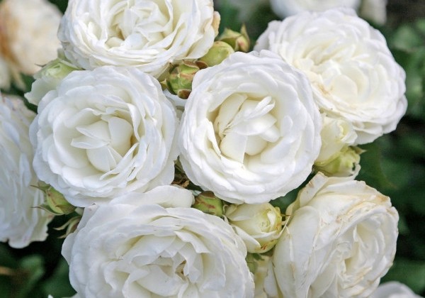 Rosa Schneeküsschen, 2l podā