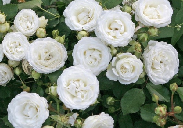 Rosa Schneeküsschen, 2l podā