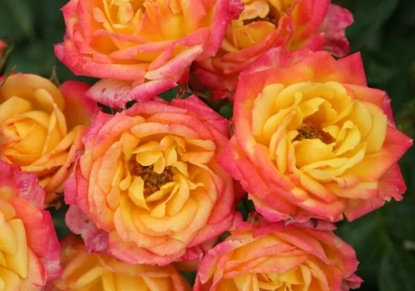 Rosa Little Sunset, 2l podā