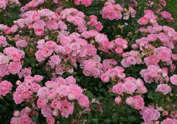 Rosa Flirt 2011, 2l podā