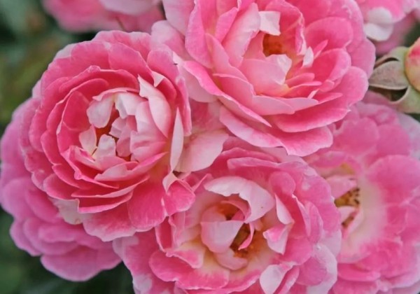 Rosa Flirt 2011, 2l podā