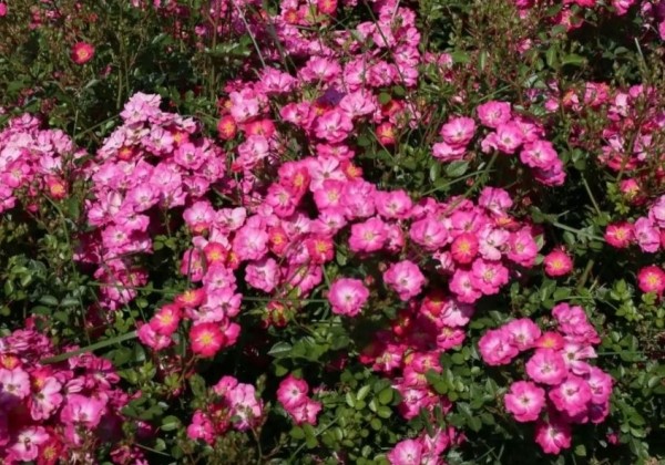 Rosa Lupo, 2l podā