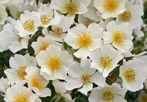 Rosa Sonnenröschen, 2l podā