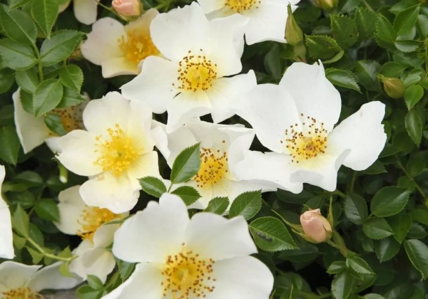 Rosa Sonnenröschen, 2l podā