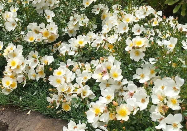Rosa Sonnenröschen, 2l podā