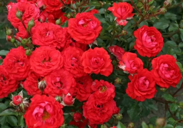 Rosa Zwergenfee, 2l podā