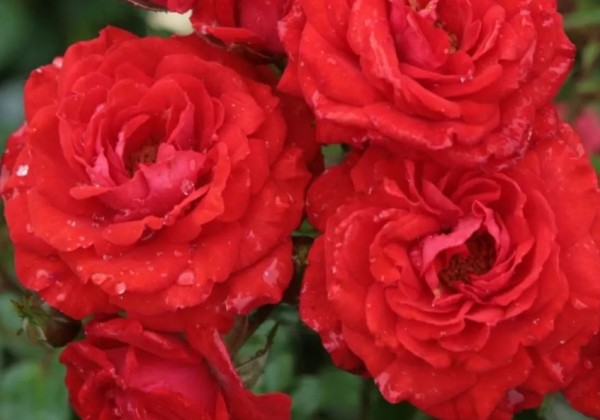 Rosa Zwergenfee, 2l podā