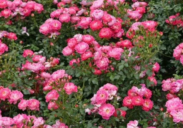 Rosa Charmant, 2l podā