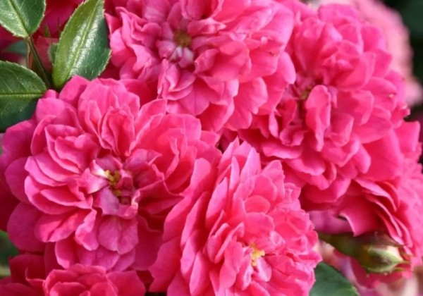Rosa Roxy, 2l podā