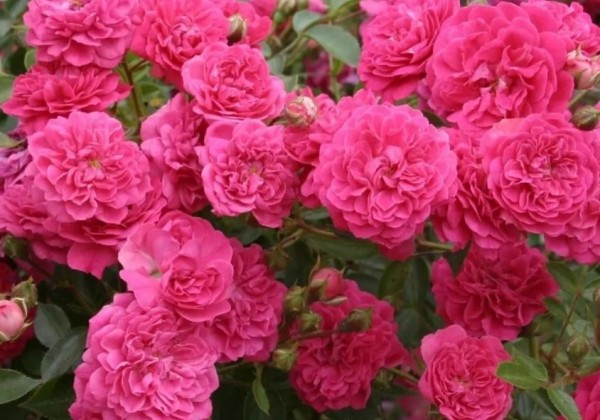 Rosa Roxy, 2l podā