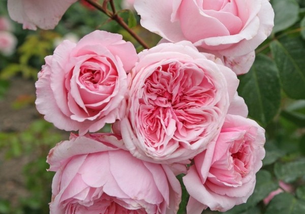 Rosa Kiss me Kate