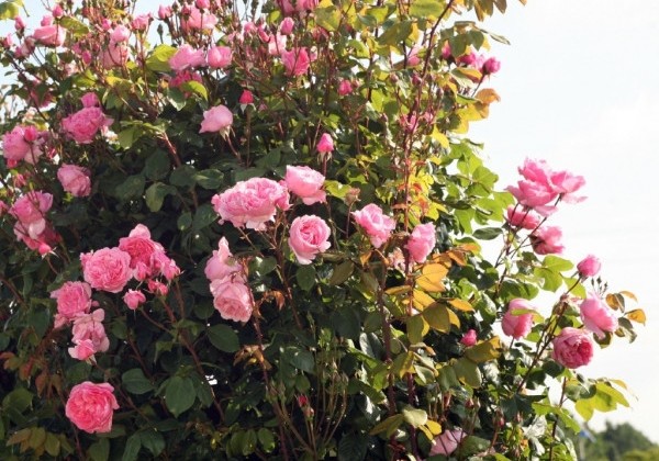 Rosa Kiss me Kate